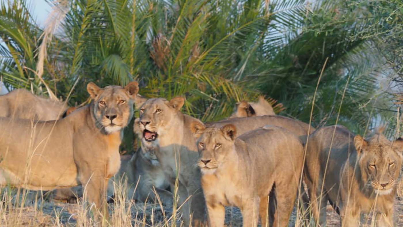 A Day in the Life of a Lion Pride