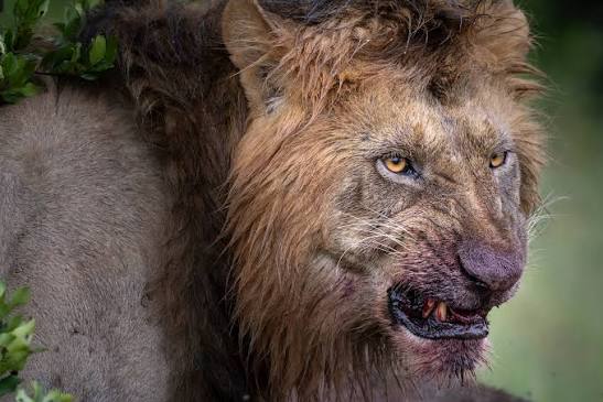 A lion pride resting, hunting, feeding, and protecting cubs throughout a typical day.
