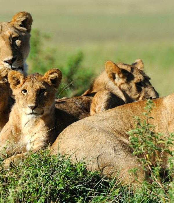 A Family Guide to Spotting Lions Safely on Safari