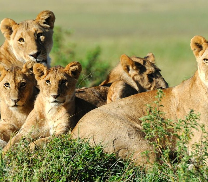 A-Family-Guide-to-Spotting-Lions-Safely-on-Safari.jpg A Family Guide to Spotting Lions Safely on Safari