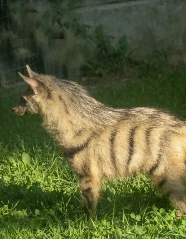 Aardwolf of East Africa: The Termite Eating Hyena Relative