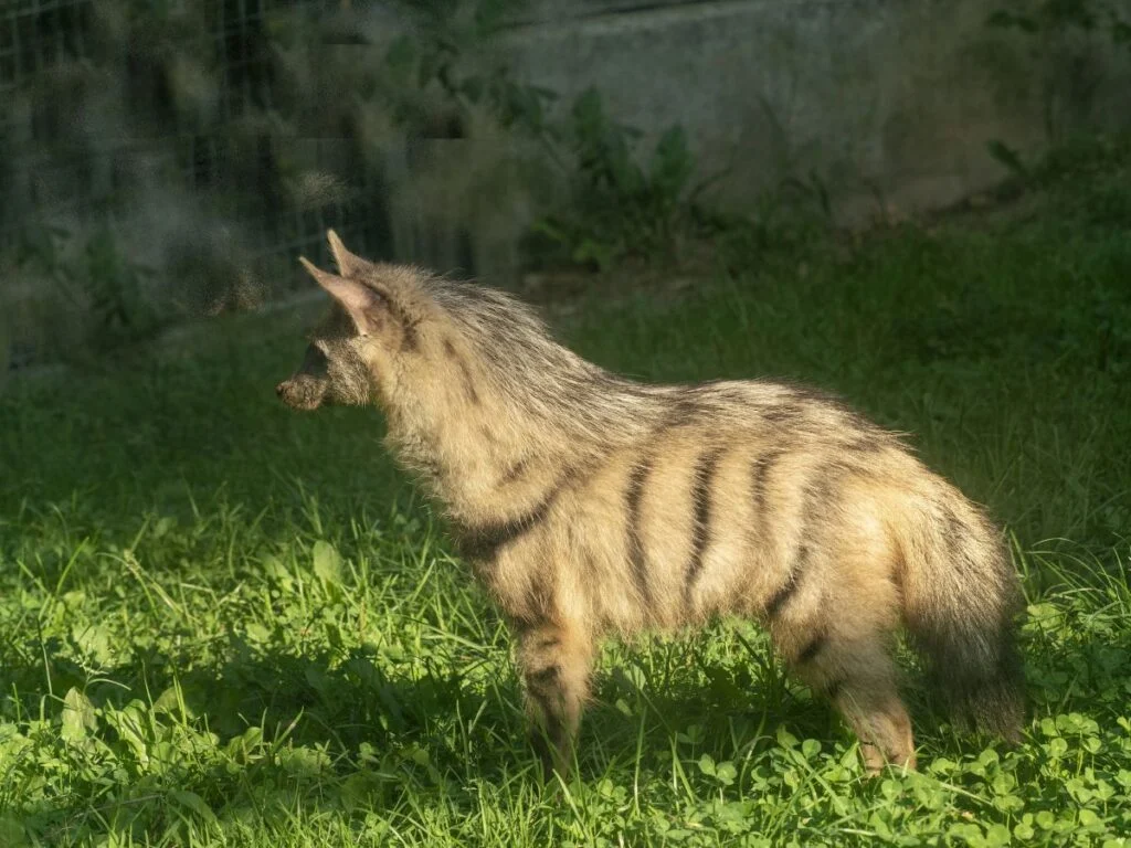 Aardwolf of East Africa: The Termite Eating Hyena Relative