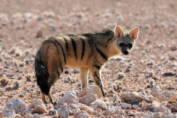 Aardwolf of East Africa feeding on termites in grasslands and savanna habitats.