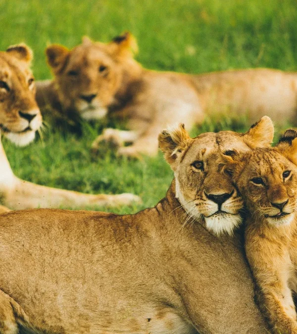 African Lion 600x675