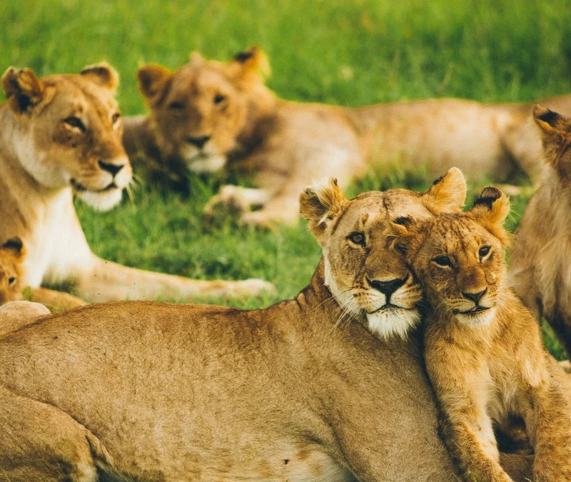 African Lion