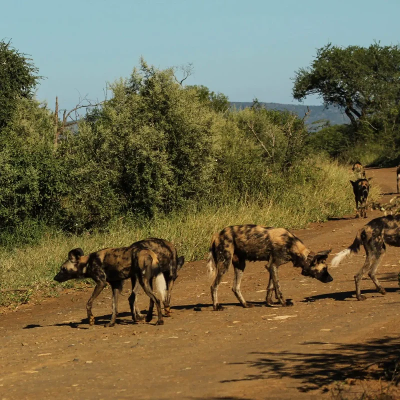 Animal Behavior Animal Behavior