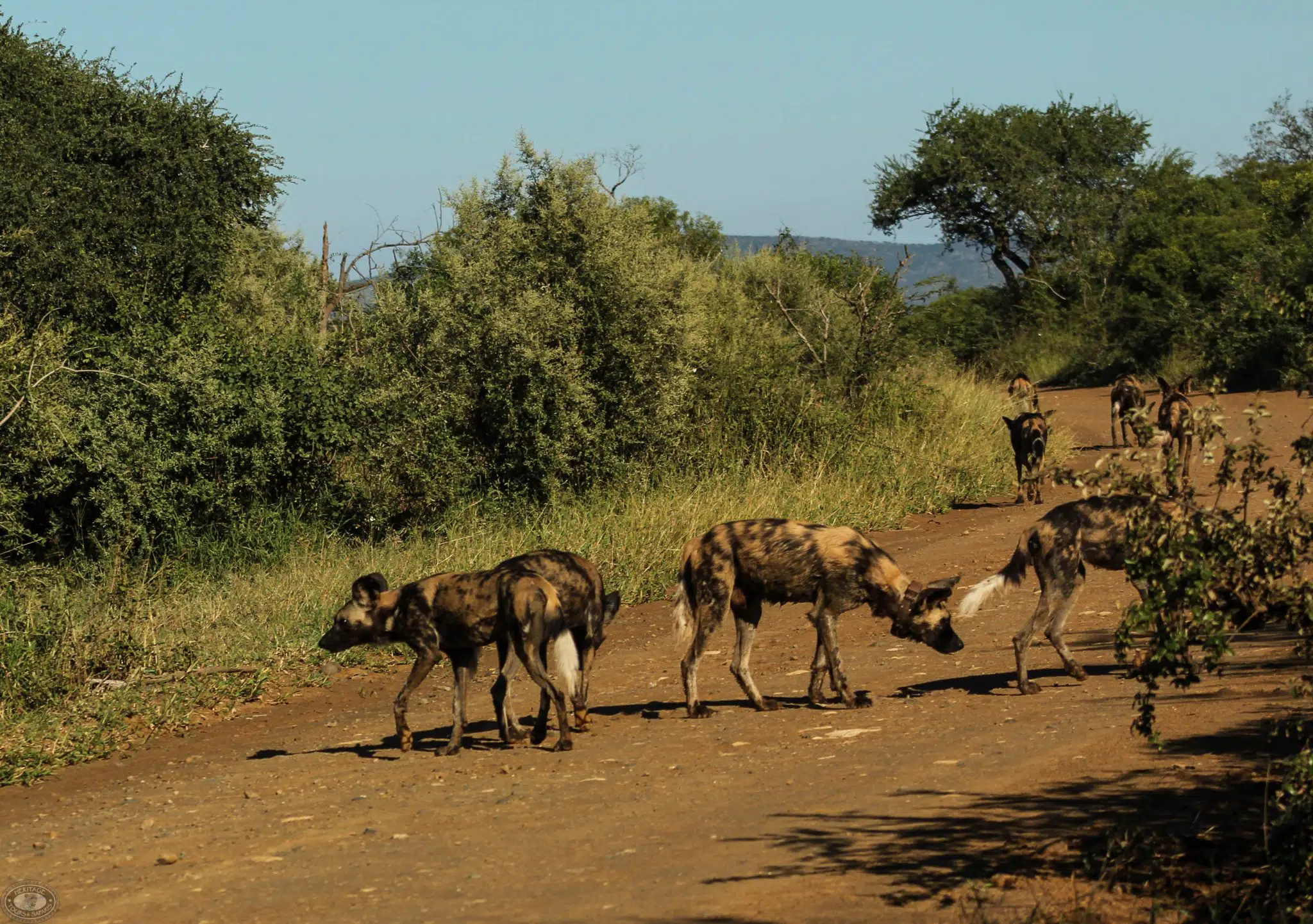 Animal Behavior