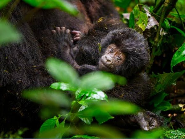 Baby Gorillas: Birth, Growth and Life in the Group