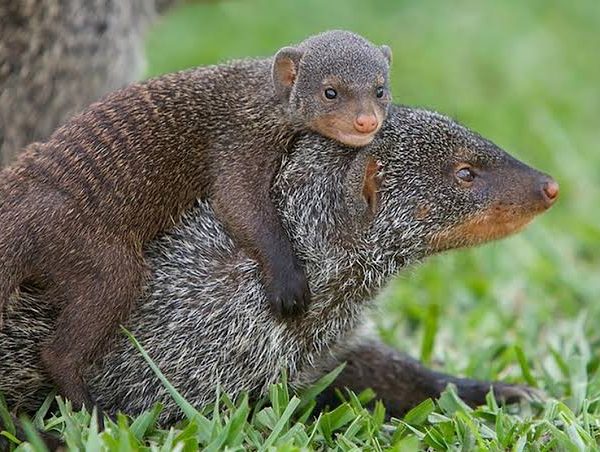 Banded Mongoose of Queen Elizabeth National Park