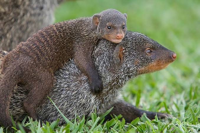 Banded Mongoose of Queen Elizabeth National Park
