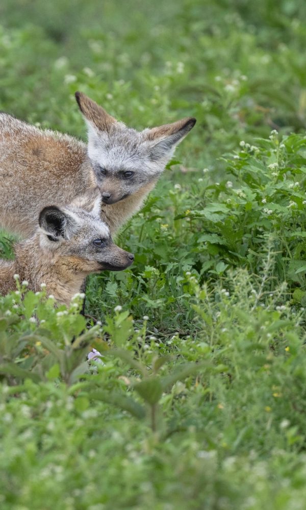 Bat Eared Foxes of the Serengeti