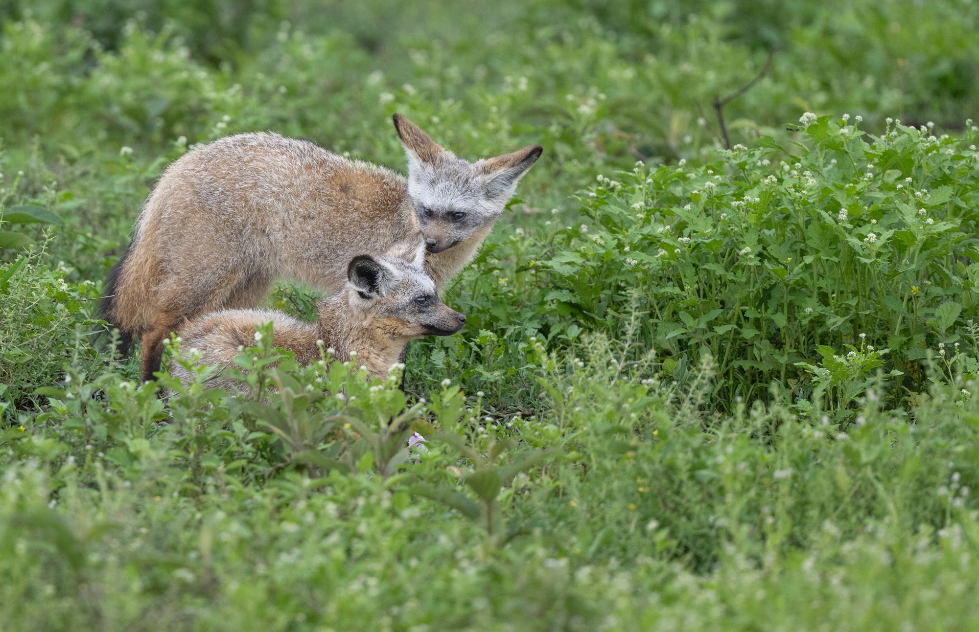 Bat-Eared Foxes of the Serengeti