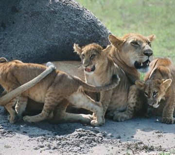 Best Budget Safaris to See Lions in Uganda