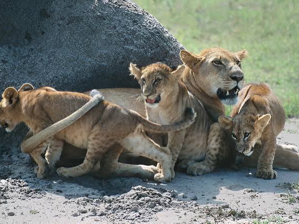 Best Budget Safaris to See Lions in Uganda