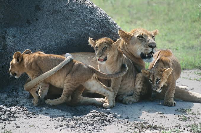 Best Budget Safaris to See Lions in Uganda