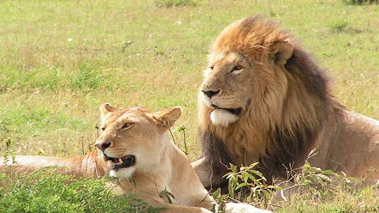Best budget safaris to see lions in Uganda across affordable wildlife destinations.