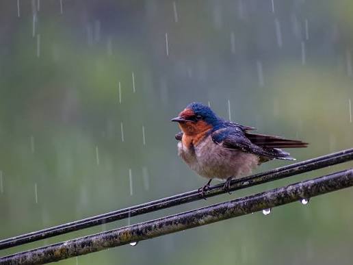 Best Time of Year for Bird Watching for Honeymooners