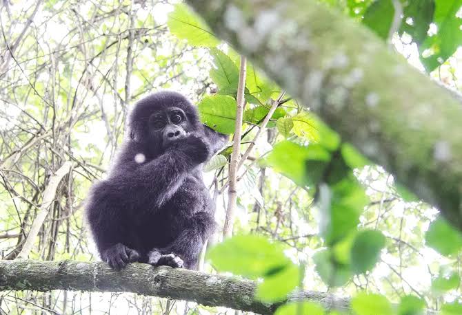 Best Time to See Baby Gorillas in the Ssese Islands