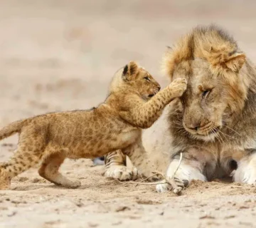 Best Time to See Lions in the Serengeti