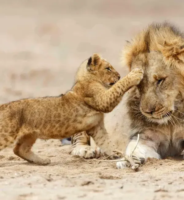 Zambia's South Luangwa: The Birthplace of the Walking Safari