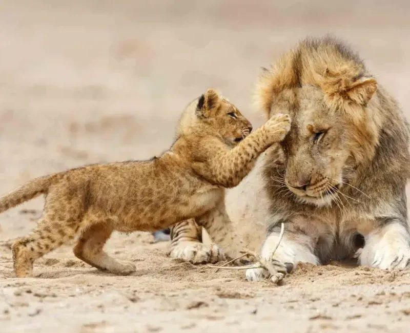 Best Time to See Lions in the Serengeti Zambia's South Luangwa: The Birthplace of the Walking Safari