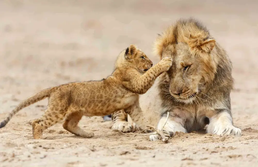 Zambia's South Luangwa: The Birthplace of the Walking Safari