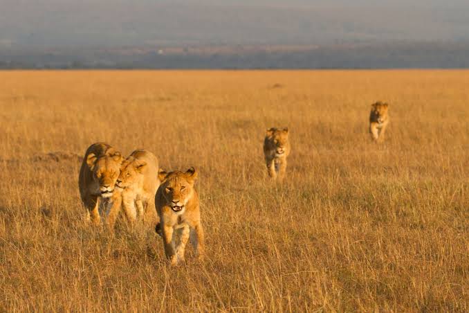 Lions roam Serengeti plains during the best seasons, offering excellent opportunities for unforgettable wildlife sightings