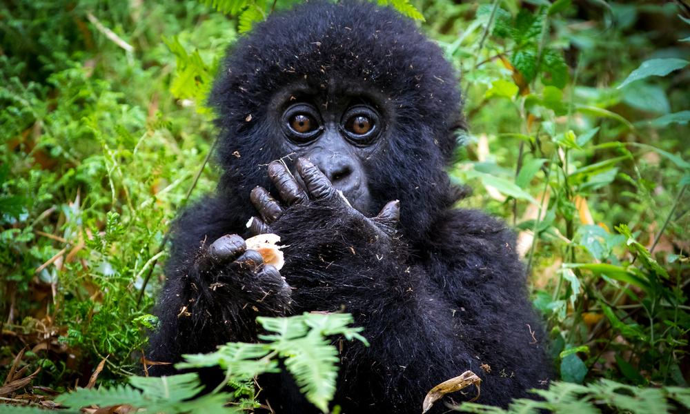 Best Time to Visit Rwanda for Gorilla Trekking and Wildlife