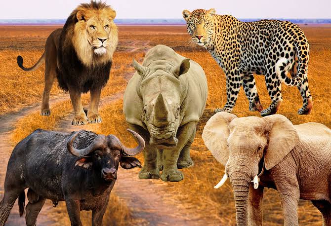 Big Five Safari in Uganda: Everything You Need to Know