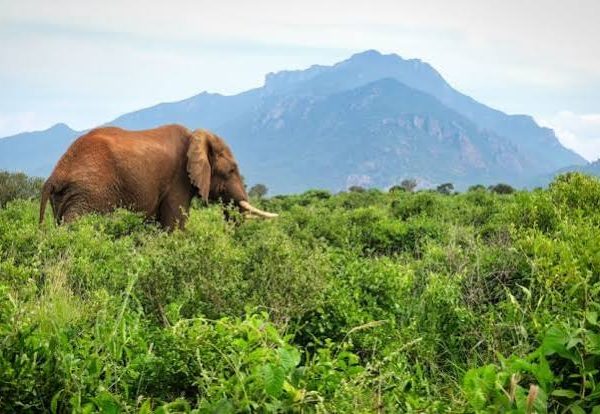 What Travelers Should Know Before Trying Big Five Safaris in Tsavo National Park