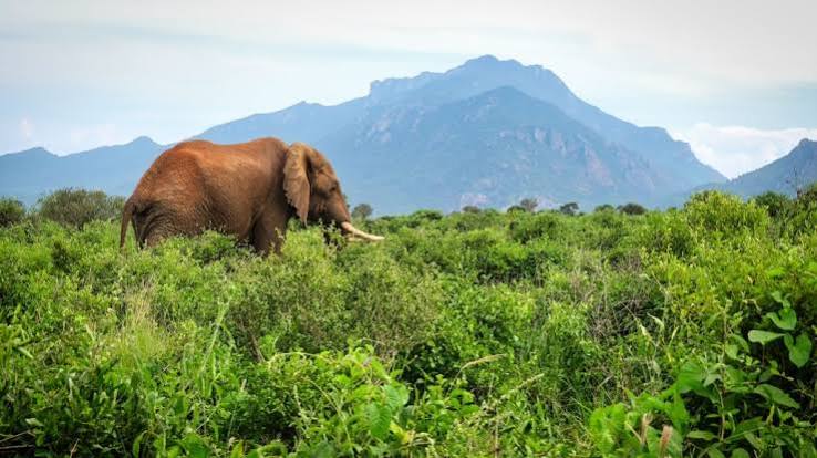 What Travelers Should Know Before Trying Big Five Safaris in Tsavo National Park