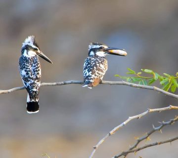 Big Year Birding: Could You Tick 500 Species in East Africa?