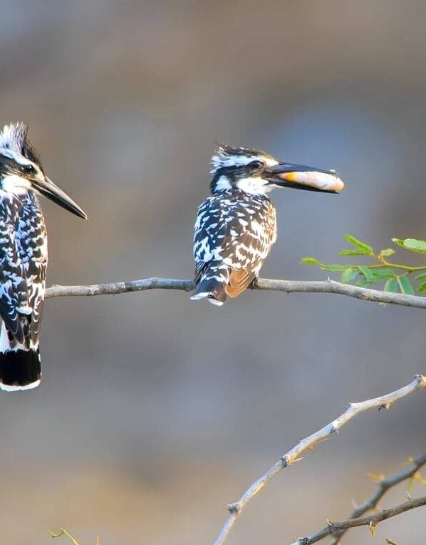 Big Year Birding: Could You Tick 500 Species in East Africa?