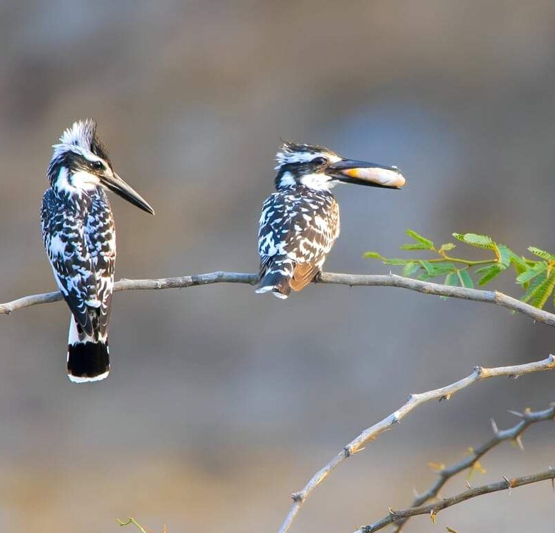Big Year Birding: Could You Tick 500 Species in East Africa?
