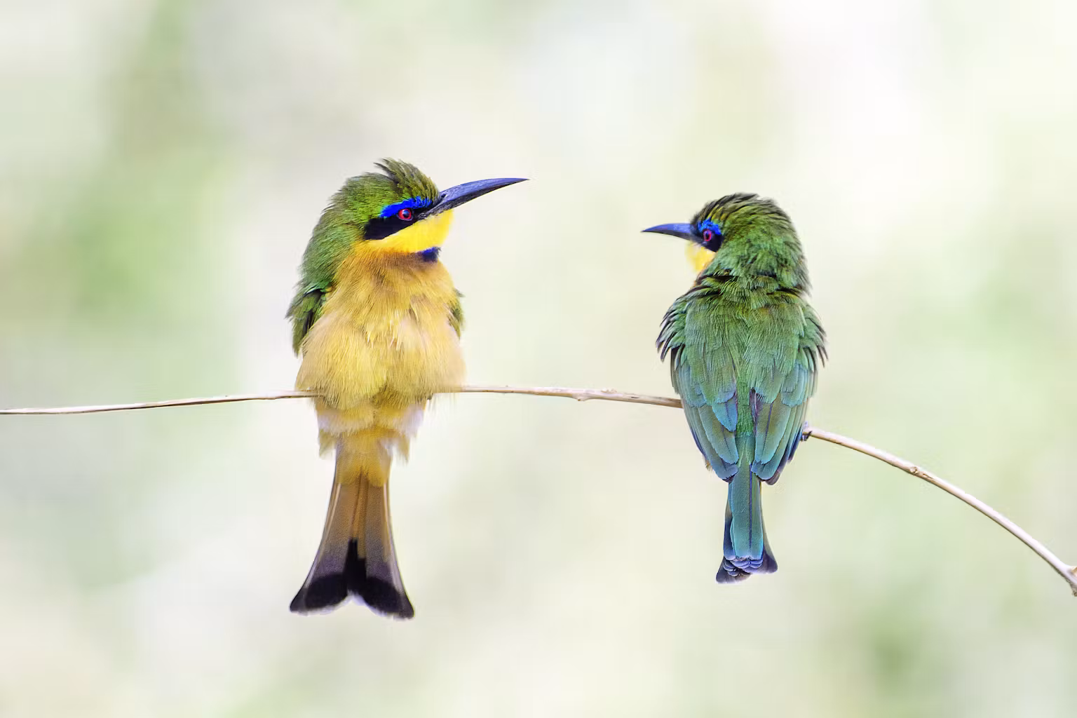 East Africa birding adventure featuring diverse habitats and hundreds of bird species throughout the year.