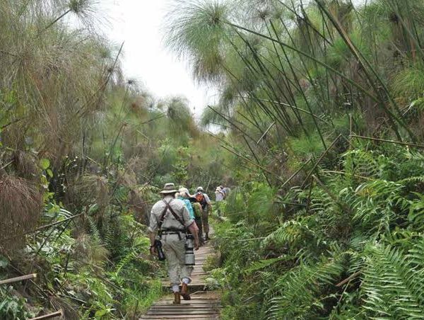 Bigodi Wetland Sanctuary: A Community Run Swamp Walk Worth Your Morning