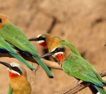Birding for Beginners: An East Africa Starter Guide