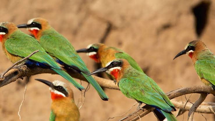 Birding for Beginners: An East Africa Starter Guide
