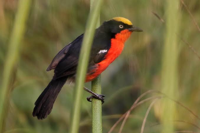 Beginner exploring East Africa’s diverse bird species across wetlands, forests, and savanna landscapes.
