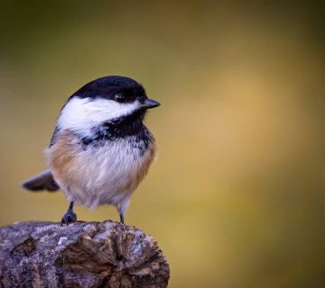 Birding with a Local Naturalist: Why It Changes Everything