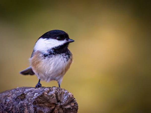 Birding with a Local Naturalist: Why It Changes Everything