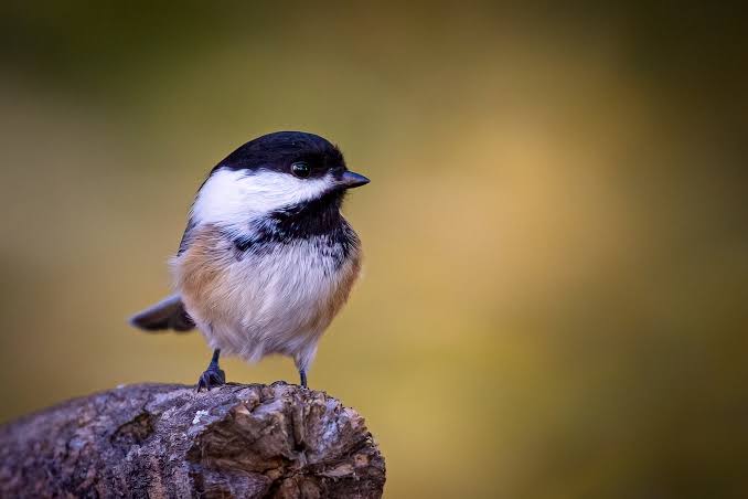 Birding with a Local Naturalist: Why It Changes Everything