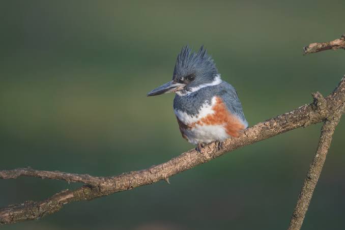 Local naturalist guiding visitors through East Africa’s forest while identifying colorful birds nearby.