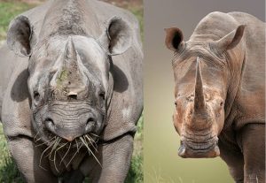 Black Rhino vs White Rhino: How to Tell Them Apart