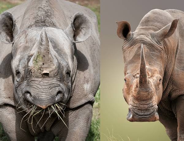 Black Rhino vs White Rhino: How to Tell Them Apart