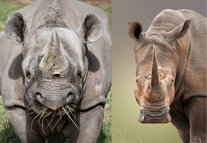 Black Rhino vs White Rhino: How to Tell Them Apart