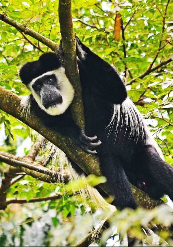 Black and White Colobus of Kibale Forest