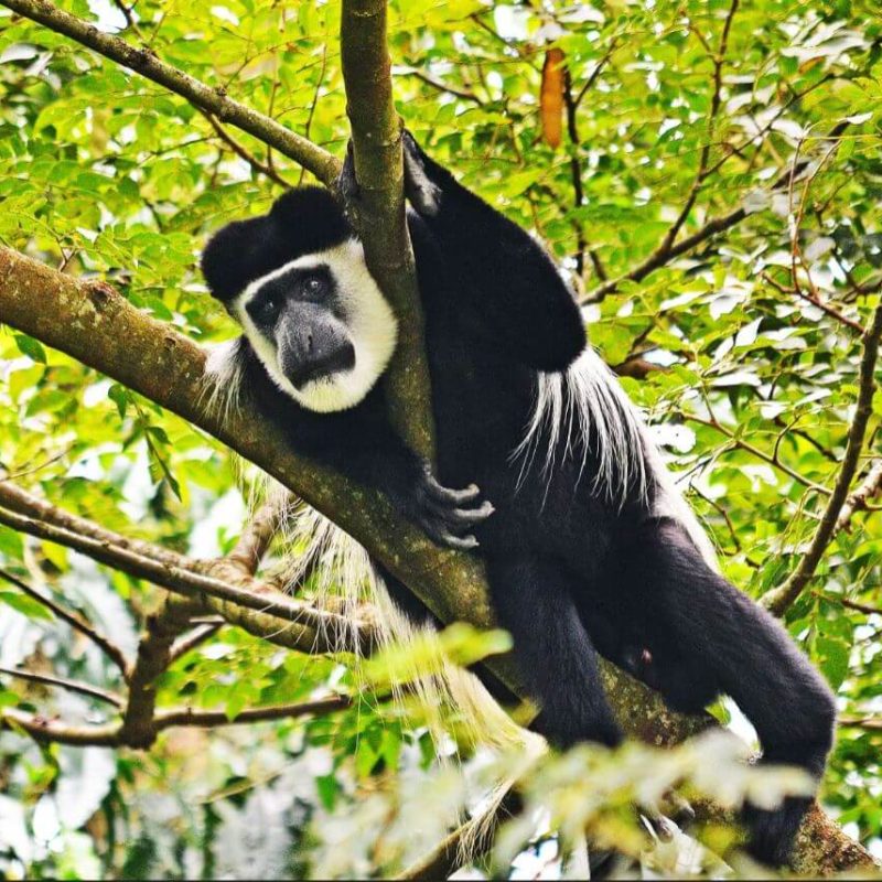 Black-and-White Colobus of Kibale Forest