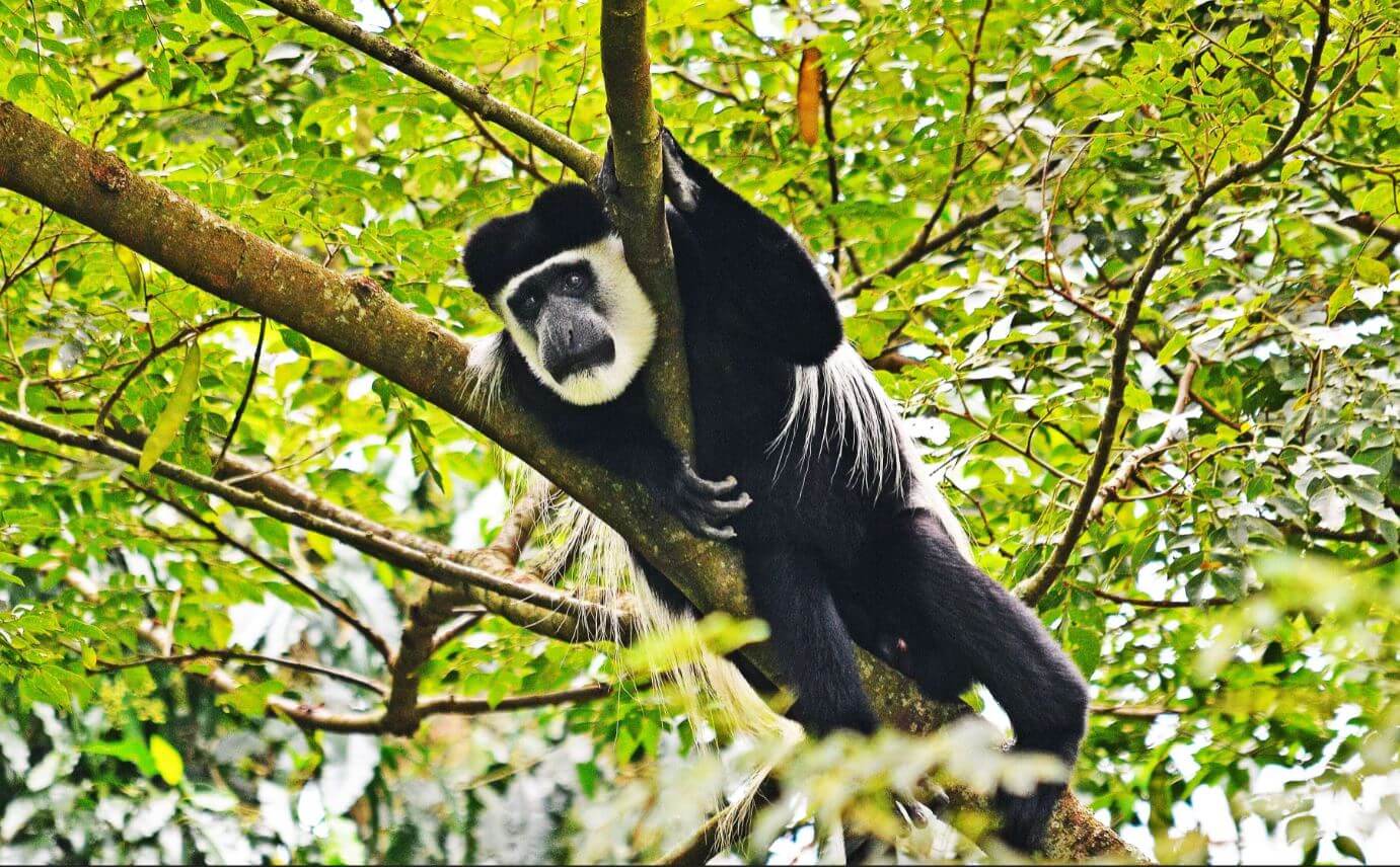 Black-and-White Colobus of Kibale Forest