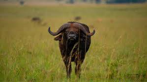 Buffalo of Kidepo Valley National Park